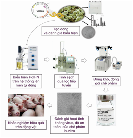 Điều trị bệnh cho heo, gà bằng chế phẩm interferon